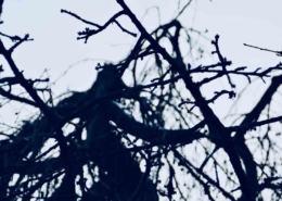 Äste gegen den Himmel